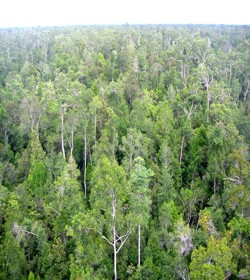 Tropical Forest 